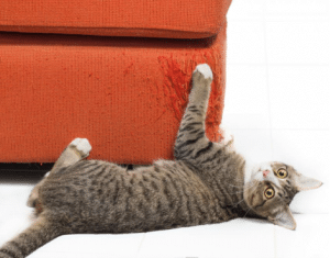 Read more about the article How to Keep Your Pets from Destroying Your Furniture